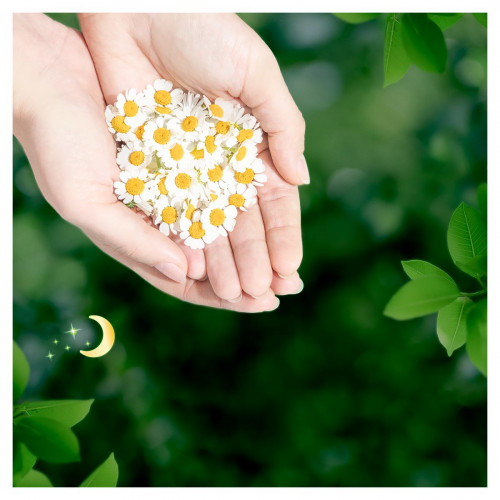 Прокладки Naturella Ultra Camomile night duo 14 шт